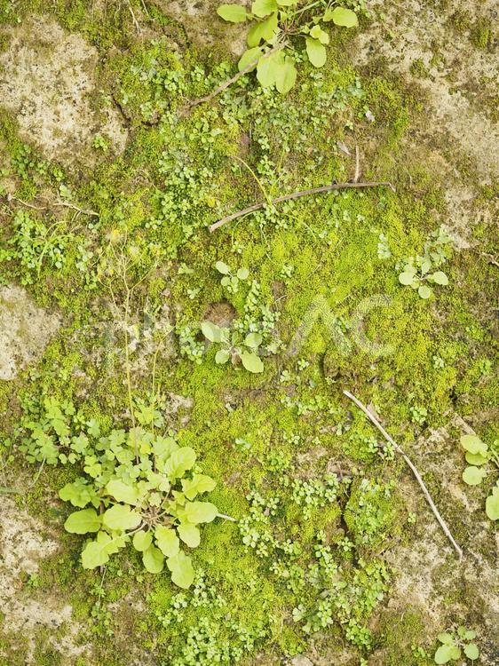 石壁のコケと雑草_末吉公園（沖縄県那覇市首里）