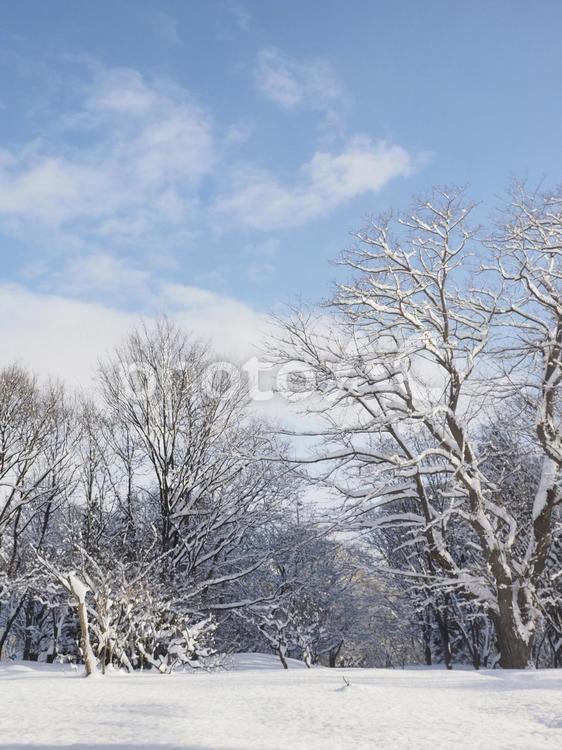 雪積の冬風景(中島公園、北海道札幌市）