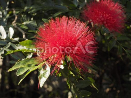 オオベニゴウカン（沖縄県那覇市）