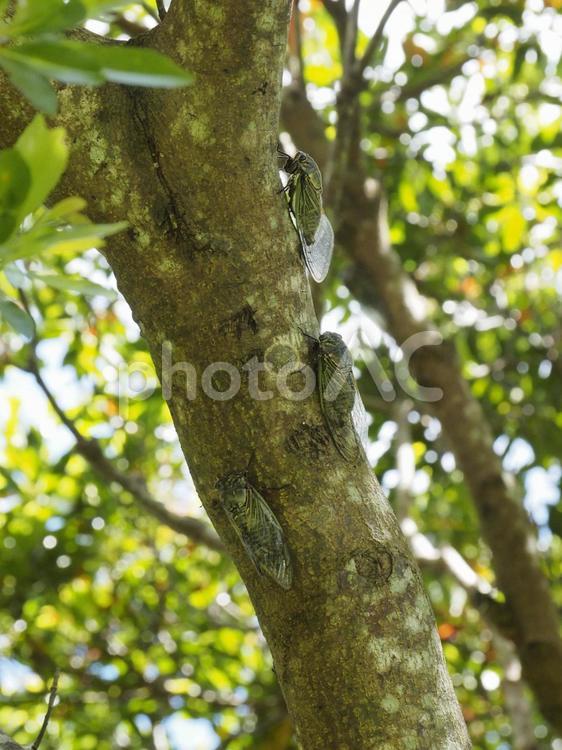 複数のリュウキュウクマゼミ（沖縄県浦添市）