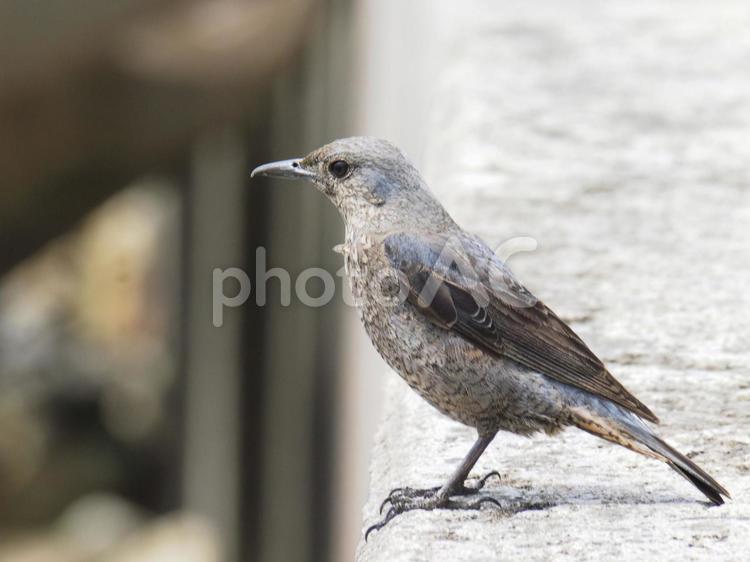 イソヒヨドリ（メス）_あがりティーダ公園（沖縄県中頭郡西原町字東崎）
