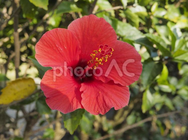 ハイビスカス（沖縄県那覇市）