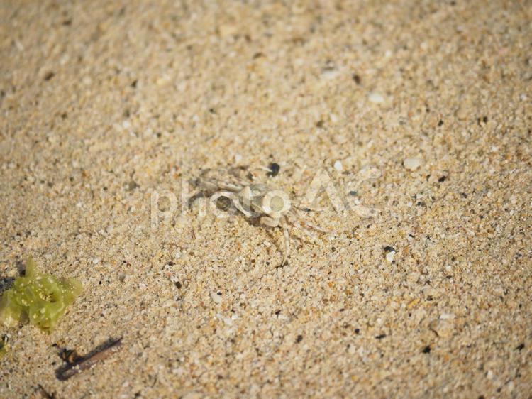 白いカニ_仲泊海岸(沖縄県恩納村仲泊)