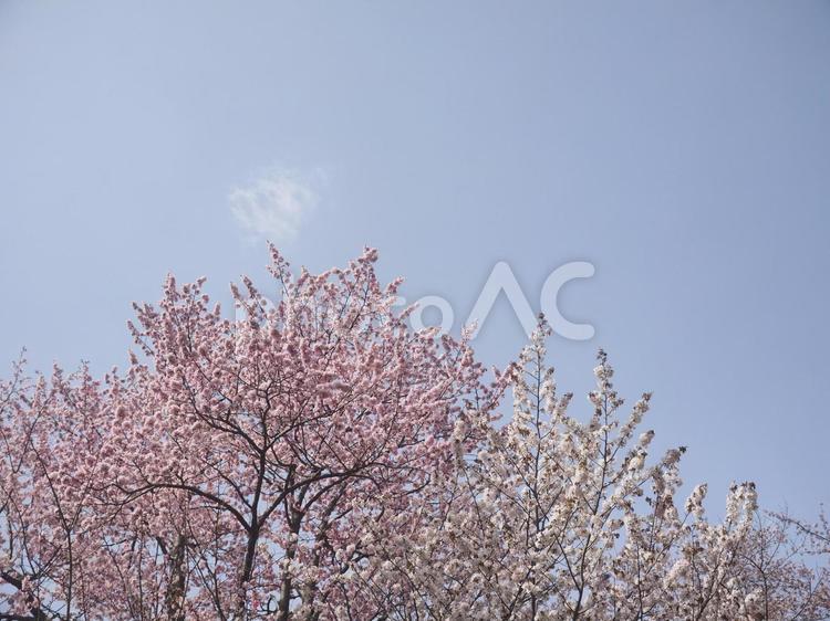 エゾヤマザクラ（北海道札幌市）