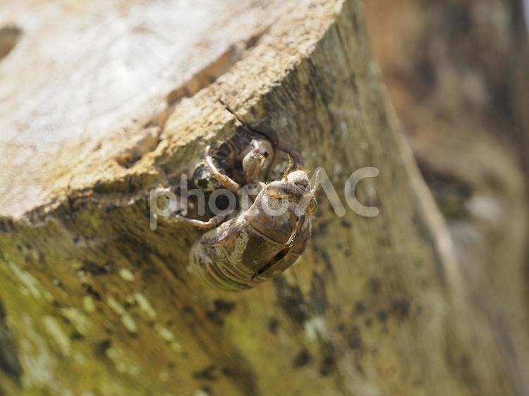 セミの抜殻（沖縄県浦添市）