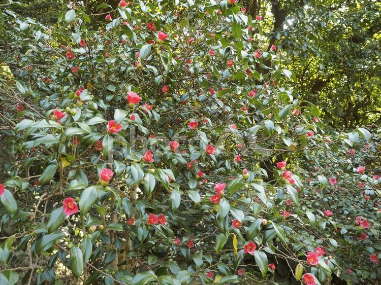 ツバキ（沖縄県那覇市）