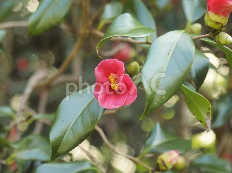 ツバキ（沖縄県那覇市）