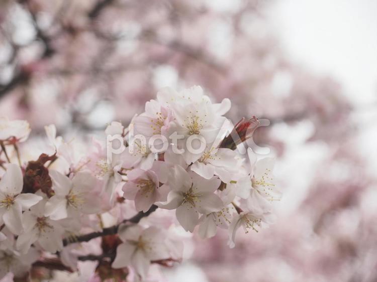 エゾヤマザクラ（北海道札幌市、円山公園）