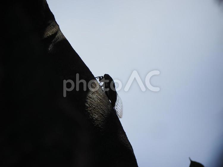 セミのシルエット（クマゼミ』）（沖縄県浦添市）