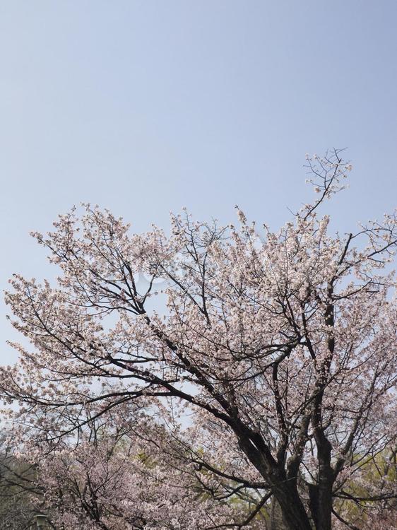 エゾヤマザクラ（北海道札幌市、円山公園）