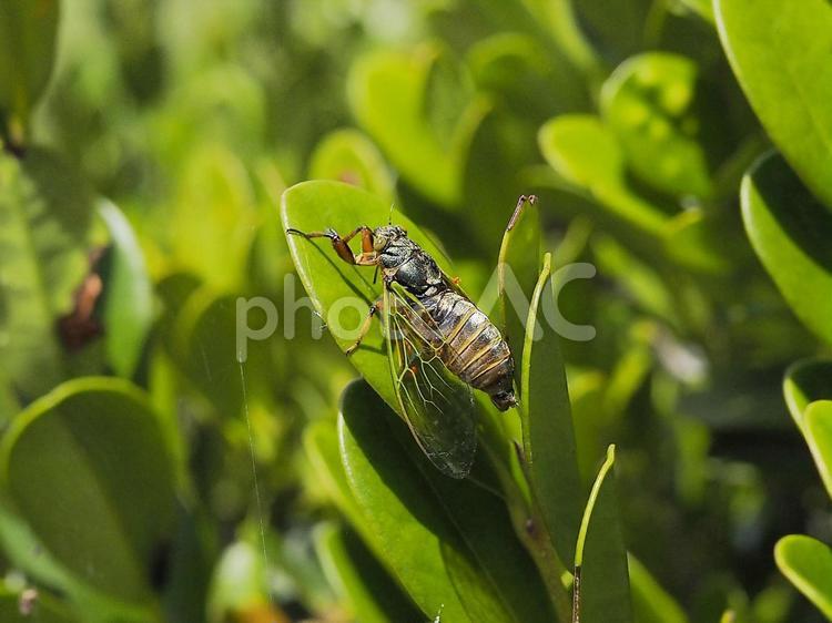 イワサキクサゼミ(沖縄県南城市知念)