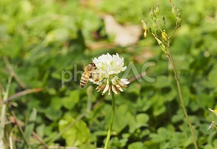 シロツメクサとミツバチ_末吉公園（沖縄県那覇市首里）
