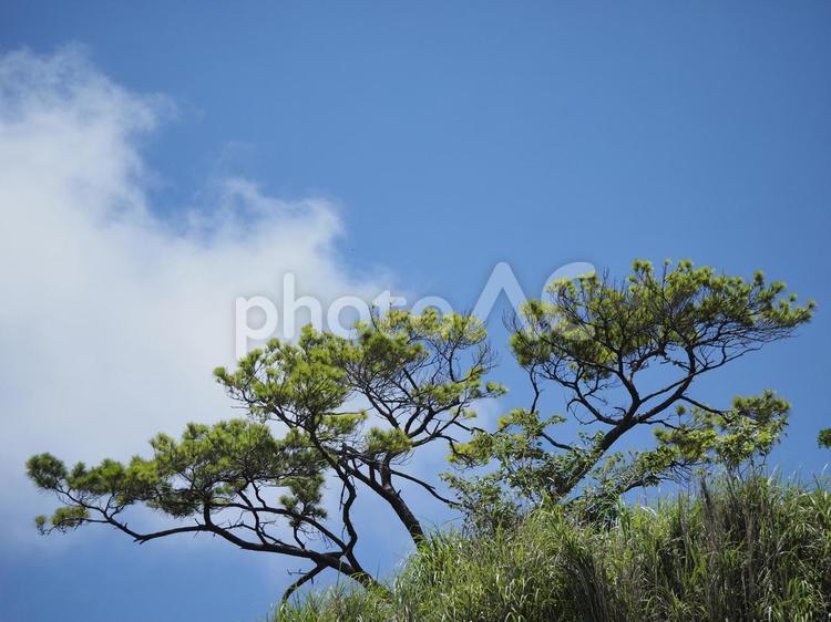 リュウキュウマツ（沖縄県浦添市、浦添城跡、前田高地）