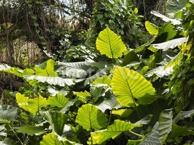 クワズイモの葉_末吉公園（沖縄県那覇市首里）
