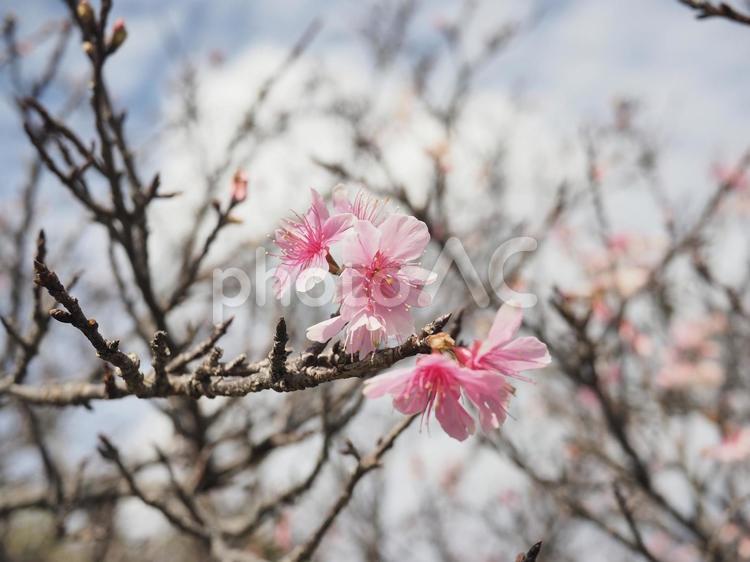 カンヒザクラ(那覇市末吉公園)