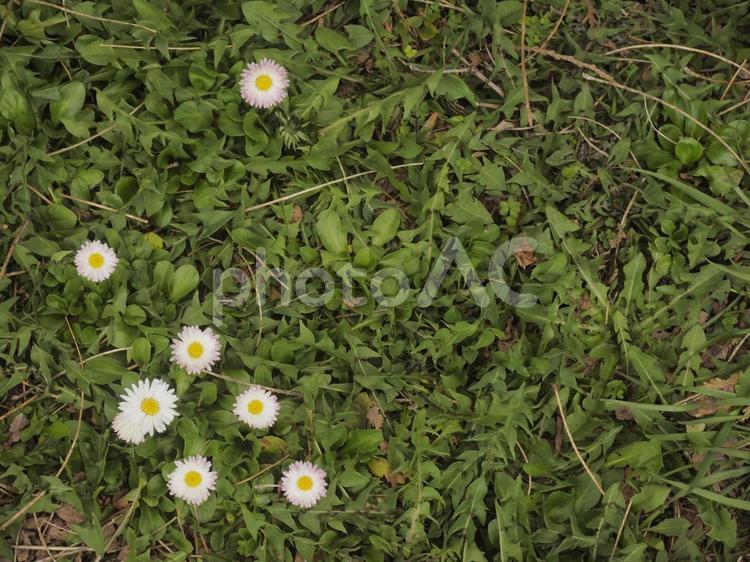 ヒナギク〔デージー〕（北海道札幌市）