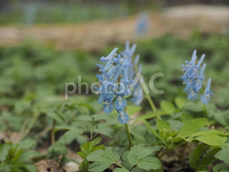 エゾエンゴサク 〔蝦夷延胡索〕（北海道）