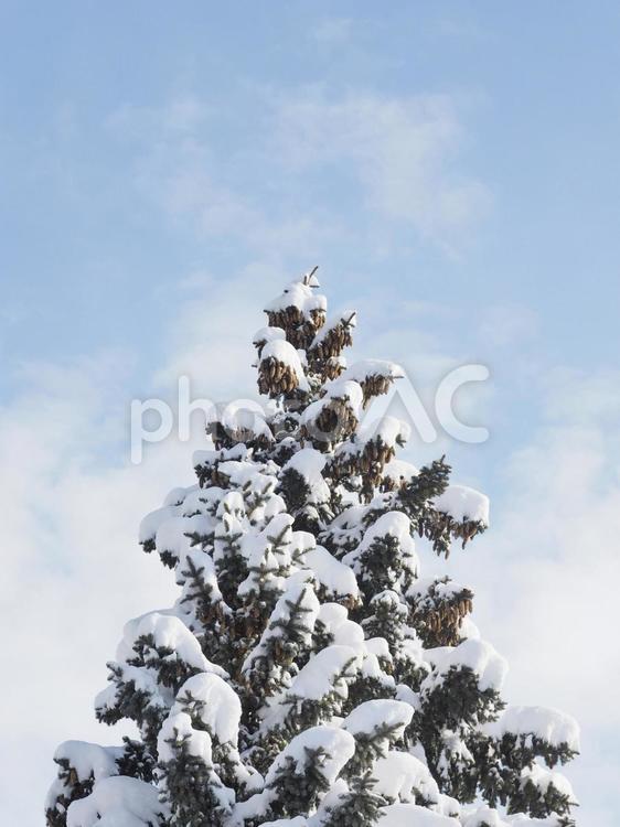 冬の木と青空（北海道札幌市）