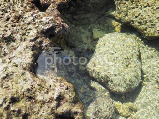 水たまりの青い魚_慶座絶壁（ギーザバンタ）(沖縄県八重瀬町)