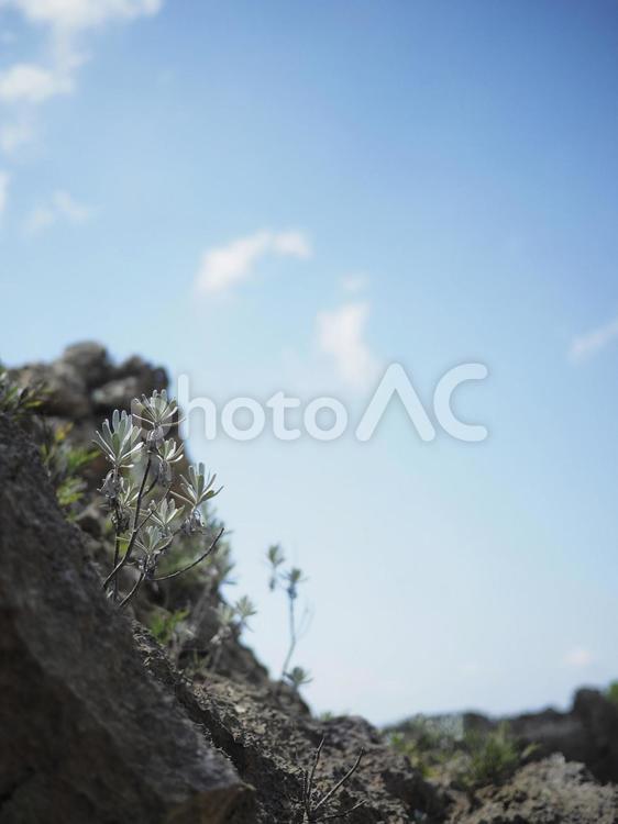 イシギク（モクビャッコウ）_ビーチコーミング（沖縄県うるま市勝連平安名）
