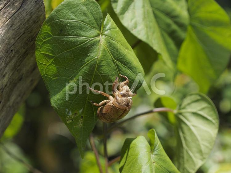 セミの抜殻（沖縄県浦添市）