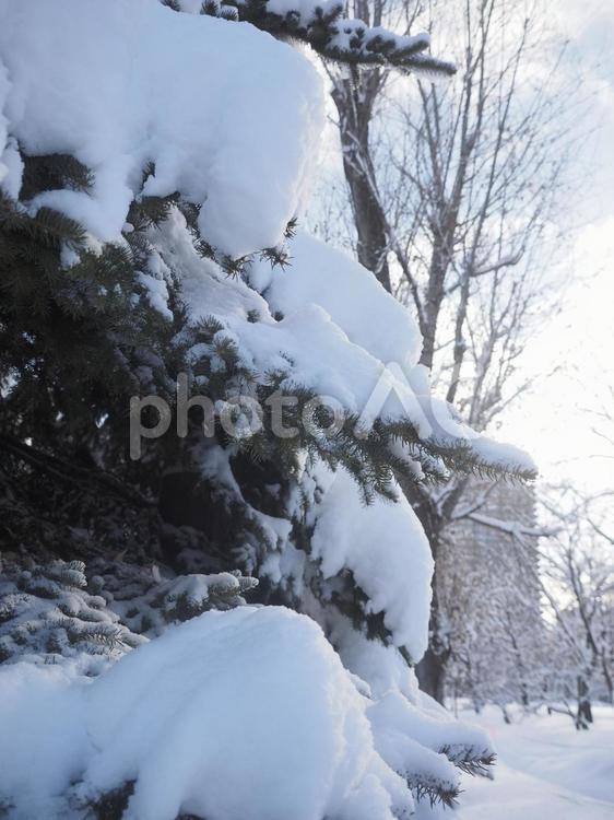 雪をかぶった木（北海道札幌市）