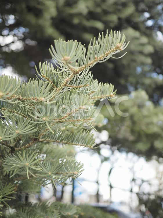 コンコロールモミの葉（北海道札幌市）