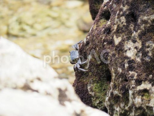 イワガニ_慶座絶壁（ギーザバンタ）(沖縄県八重瀬町)
