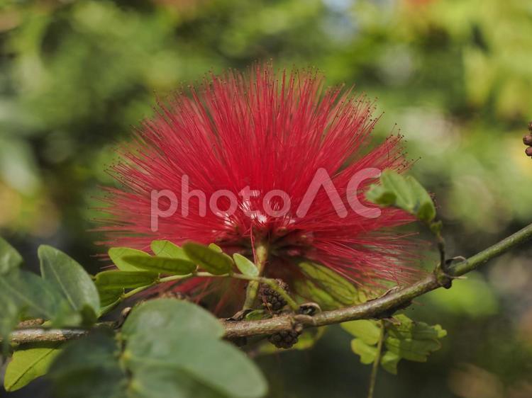 オオベニゴウカン（沖縄県那覇市）