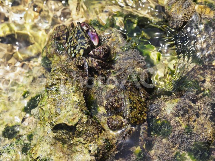 2匹のイワガニ_ぐしちゃん浜（沖縄県島尻郡八重瀬町）