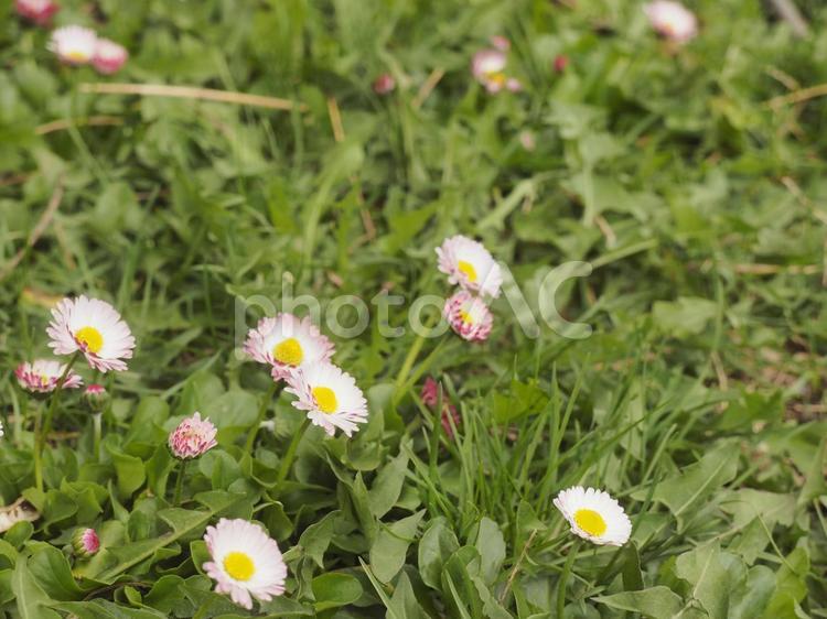 ヒナギク〔デージー〕（北海道札幌市）