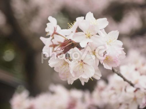 エゾヤマザクラ（北海道札幌市、円山公園）