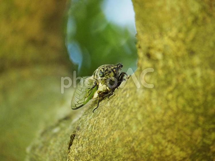 リュウキュウクマゼミ（沖縄県浦添市）
