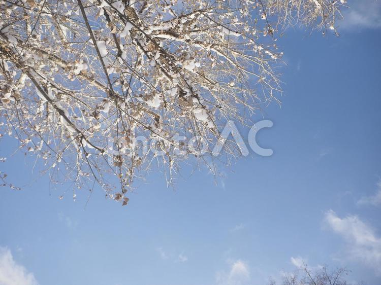 冬の木と青空（北海道札幌市）