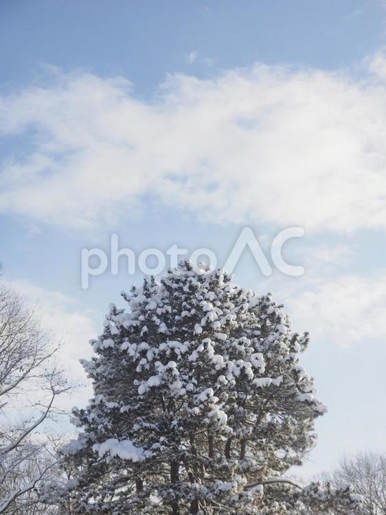 冬の木と青空（北海道札幌市）