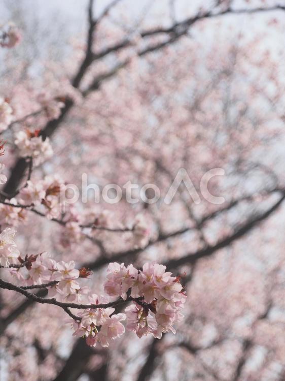 エゾヤマザクラ（北海道札幌市、円山公園）