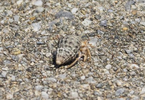 ヤドカリ_瀬長島の干潟（沖縄県那覇市瀬長）