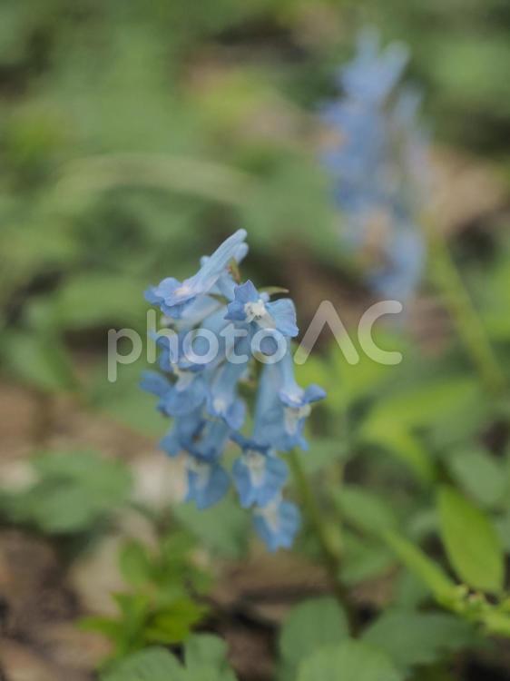 エゾエンゴサク 〔蝦夷延胡索〕（北海道）