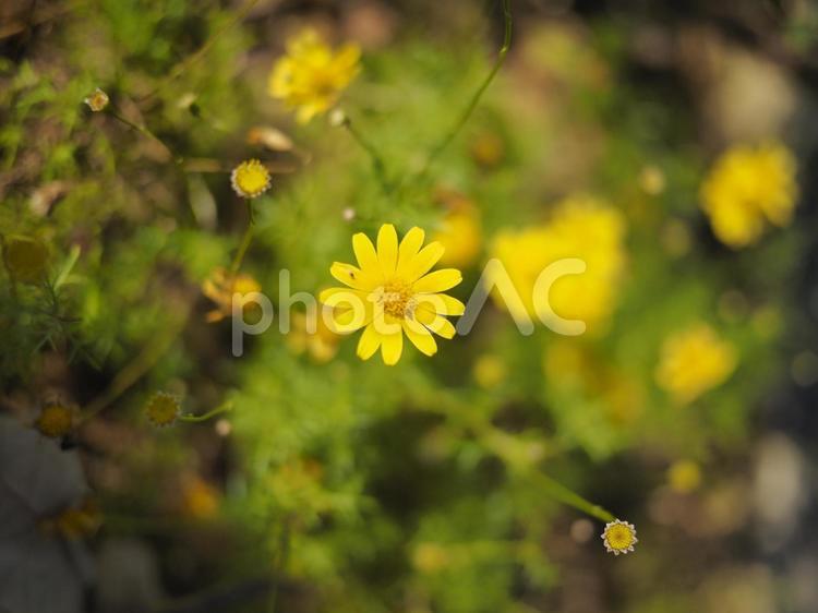 ダールベルグデージー（沖縄県那覇市）