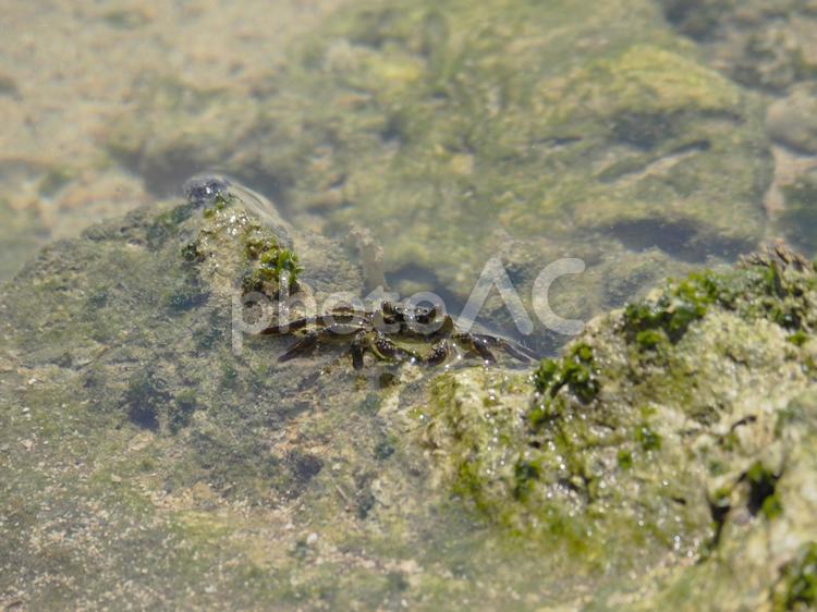 イワガニ_ぐしちゃん浜（沖縄県島尻郡八重瀬町）