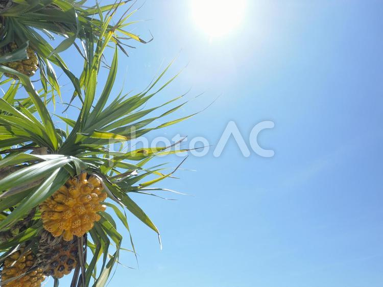 アダン_もめんばるビーチ（沖縄県中頭郡読谷村）