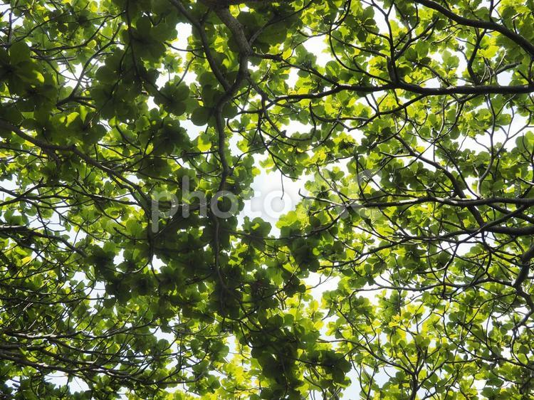 モモタマナの木立（沖縄県那覇市）