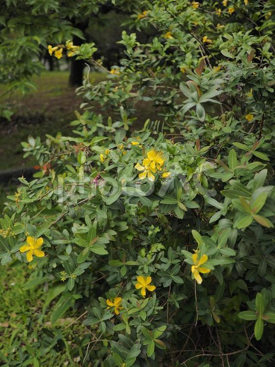 オトギリソウ（沖縄県那覇市）