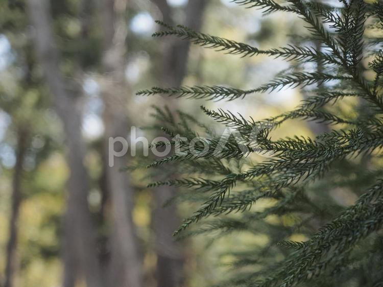 スギの葉（北海道札幌市、円山原始林）