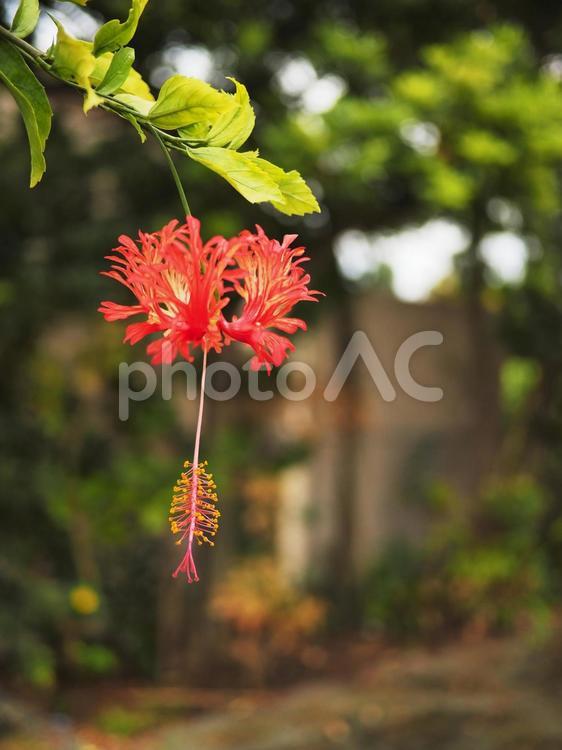 フウリンブッソウゲ（沖縄県那覇市）