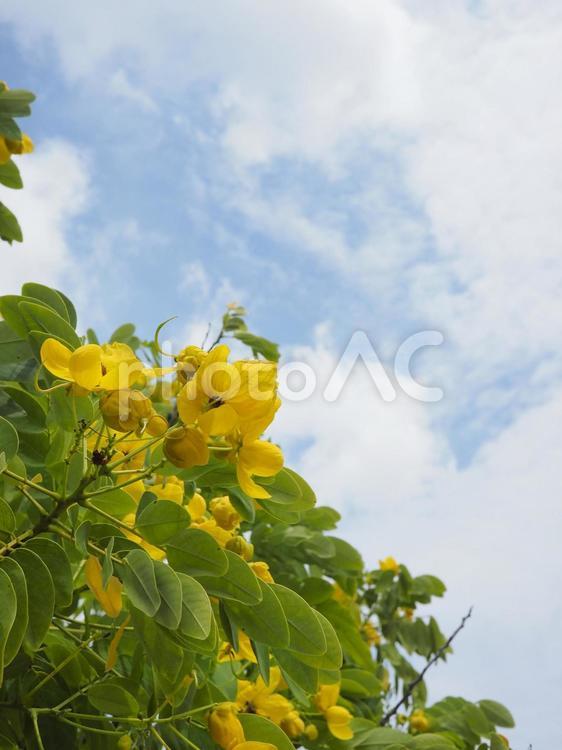 コバノセンナ（沖縄県那覇市）