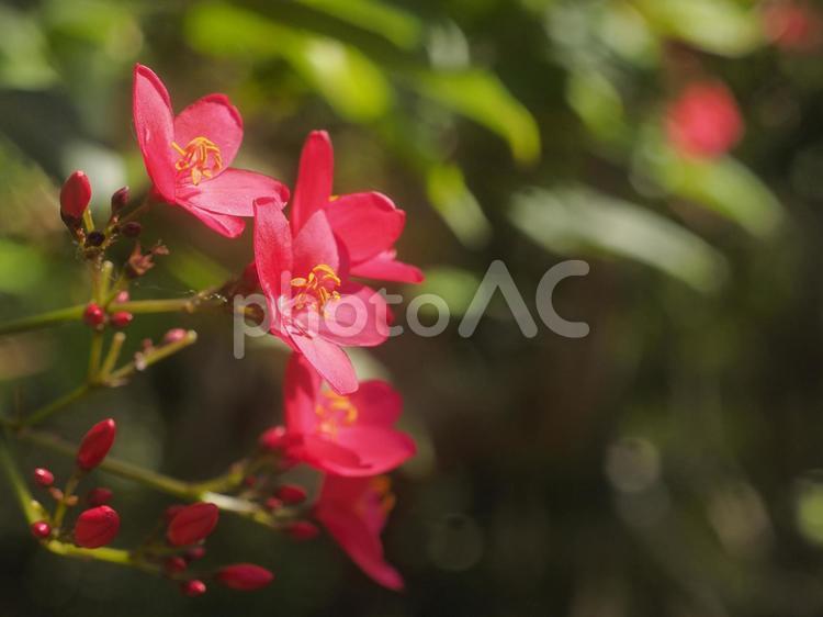 テイキンザクラ〔提琴桜〕（沖縄県那覇市）