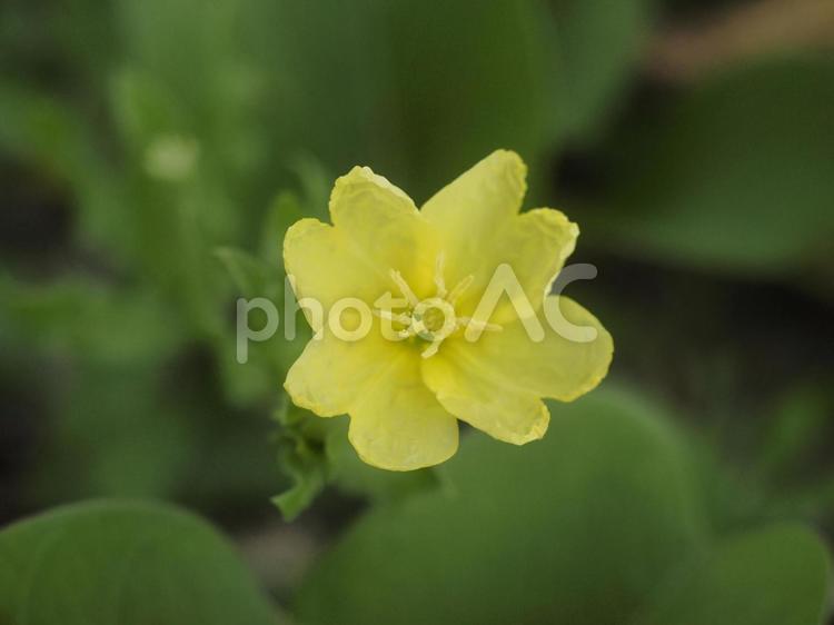 コマツヨイグサ（沖縄県金武町）