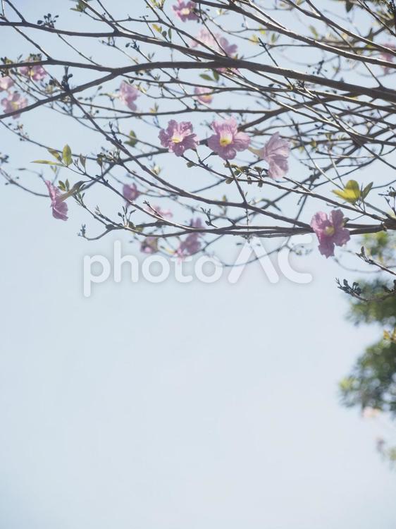 モモイロノウゼン（沖縄県那覇市）