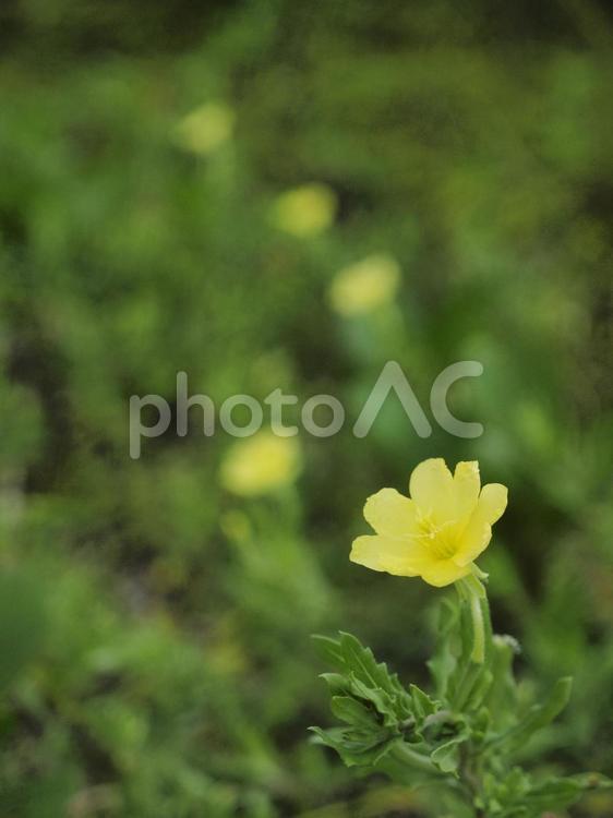 コマツヨイグサ（沖縄県金武町）